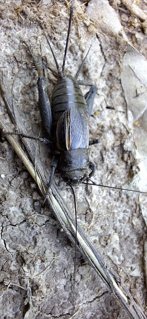 Orthoptera - Egyenesszárnyúak