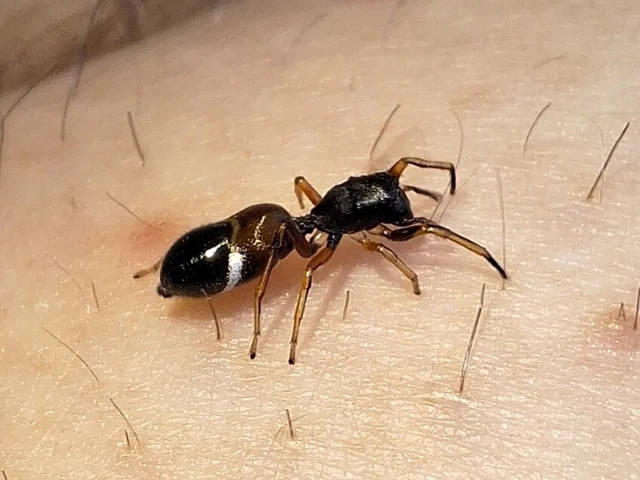 Araneae - Pókok