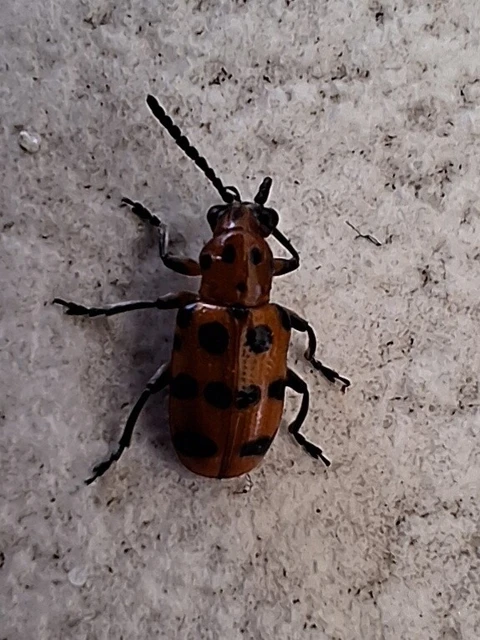 Crioceris quatuordecimpunctata - tizennégypontos spárgabogár