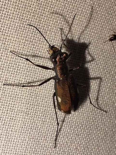 Cylindera germanica - parlagi homokfutrinka