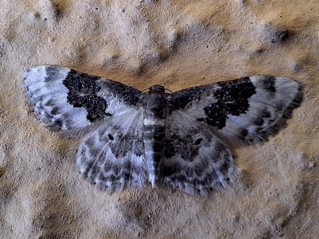 Idaea rusticata - tarka apróaraszoló