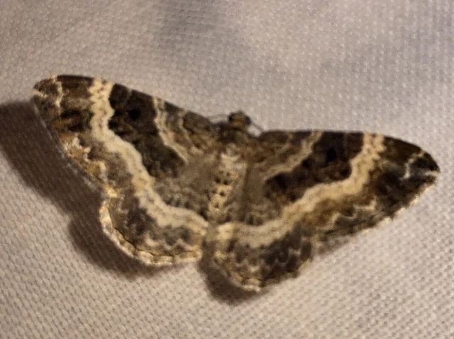 Epirrhoe alternata - galaj-tarkaaraszoló