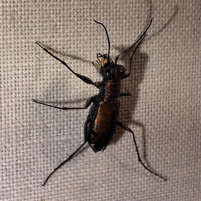 Cylindera germanica - parlagi homokfutrinka