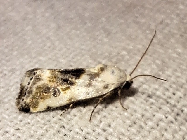 Ponometia candefacta - parlagfűbagoly