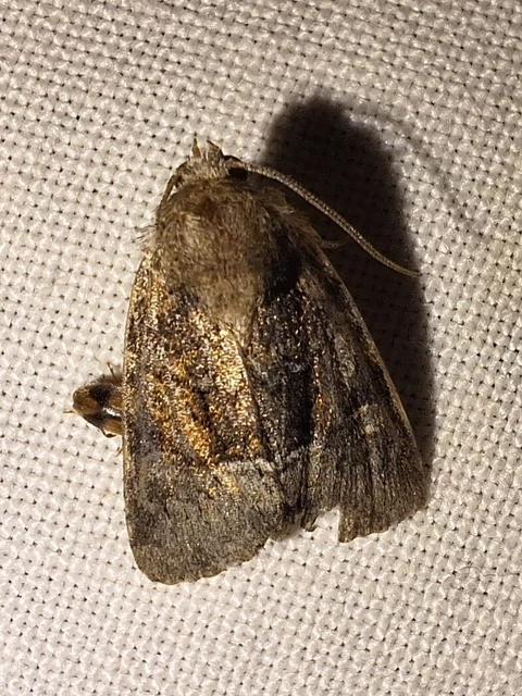 Oligia strigilis/latruncula/versicolor