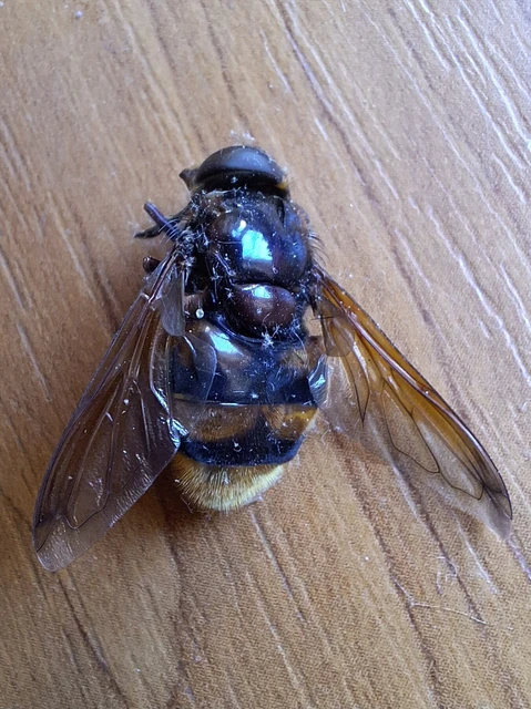 Diptera - Kétszárnyúak Diptera - Kétszárnyúak