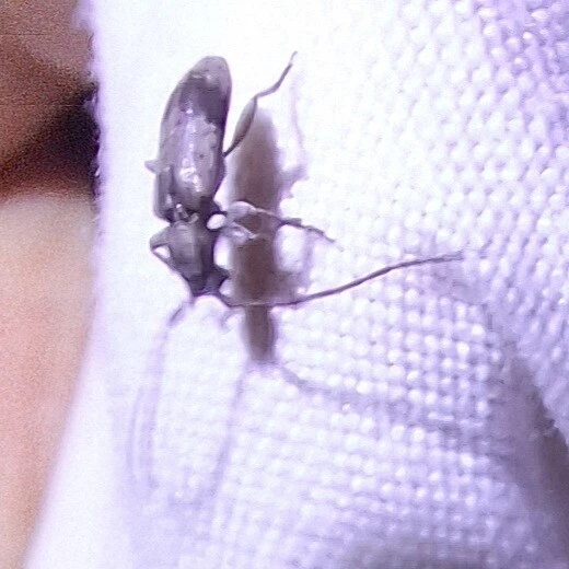 Exocentrus
