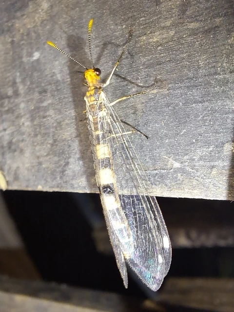 Megistopus flavicornis - kétfoltos hangyaleső