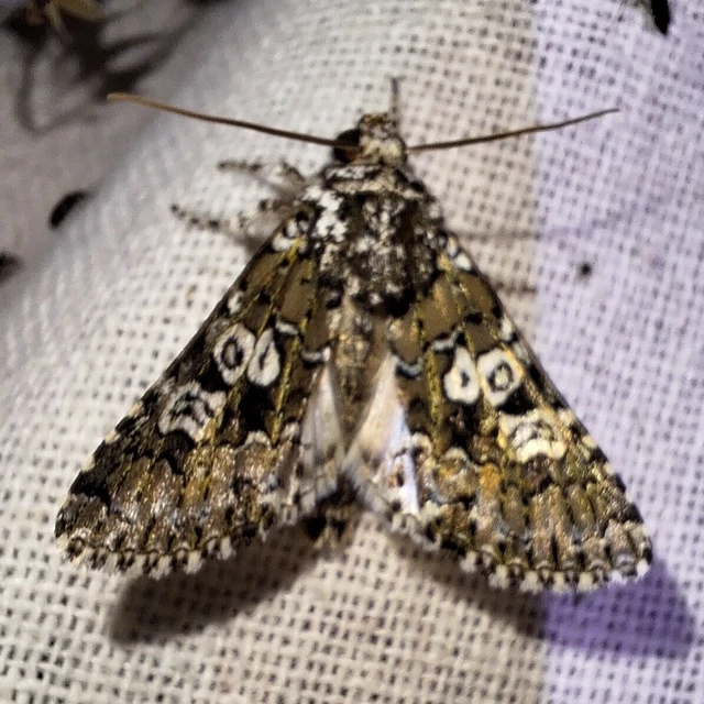 Lamprosticta culta - hármasfoltú bagoly