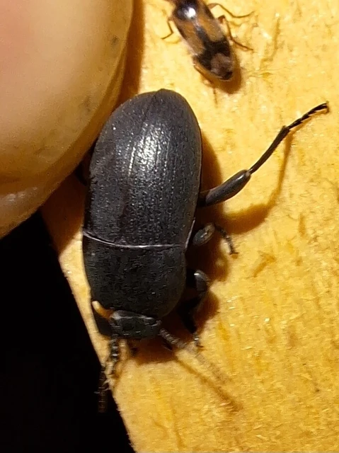 Pedinus