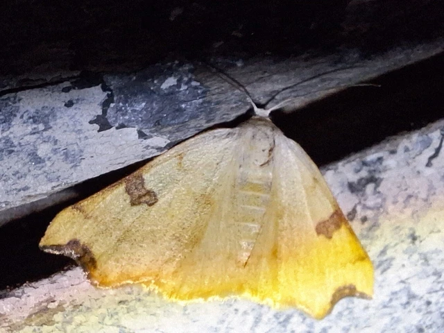 Eilicrinia cordiaria - fehér fűzfaaraszoló