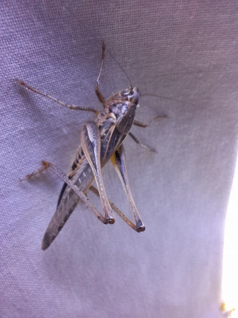 Orthoptera - Egyenesszárnyúak