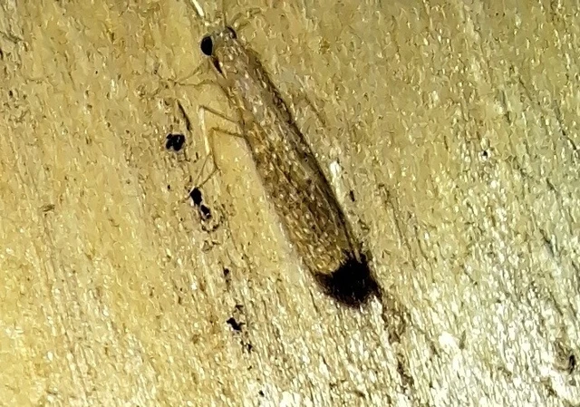 Trichoptera - Tegzesek