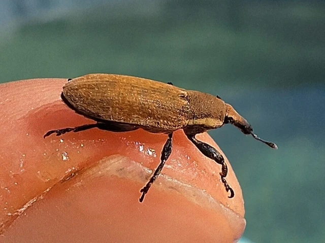 Lixus vilis - gémorr-dudvabarkó