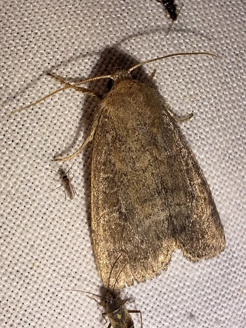 Parastichtis suspecta - sötét erdeibagoly