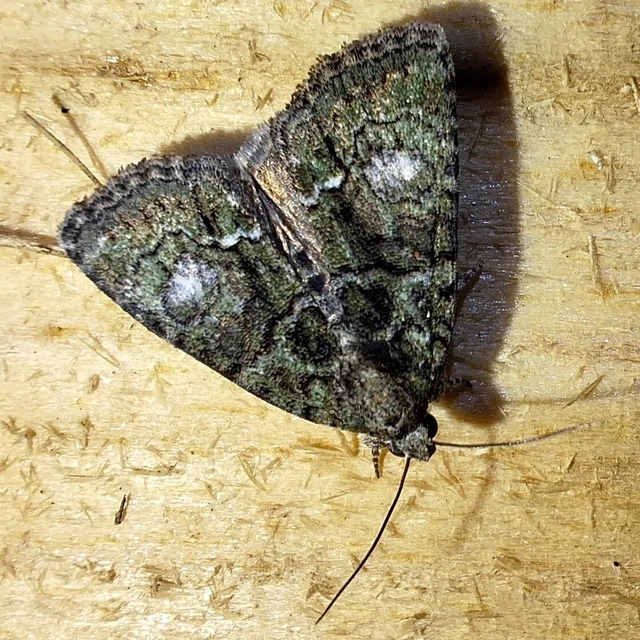 Cryphia algae - sárgászöld zuzmóbagoly