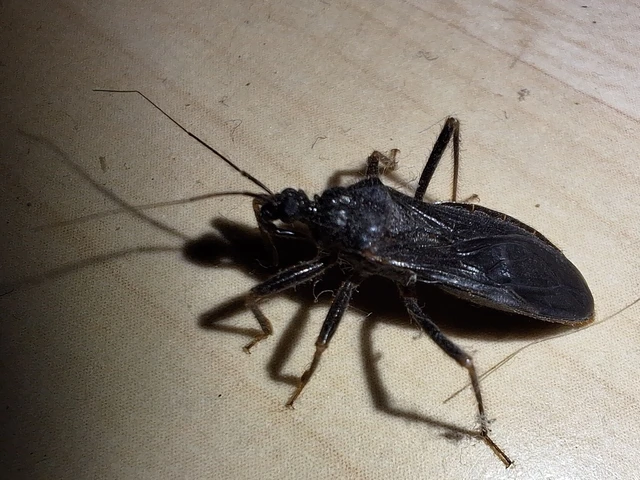 Reduvius personatus - szemetes zugpoloska