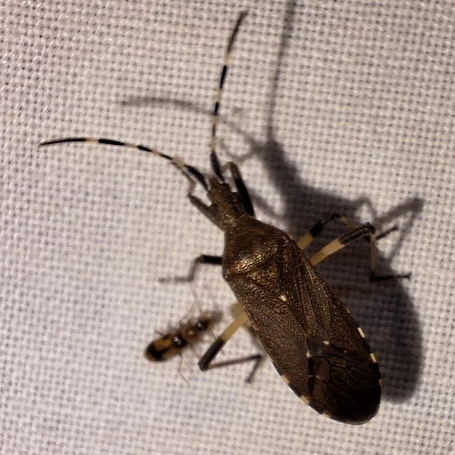 Dicranocephalus