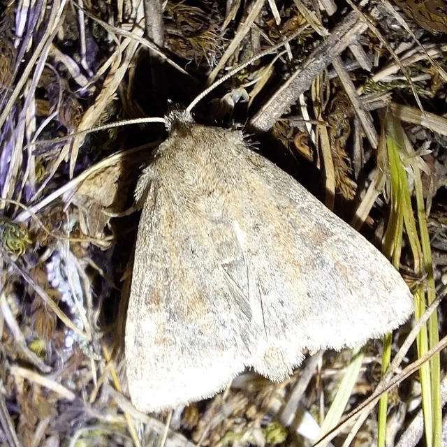 Parastichtis suspecta - sötét erdeibagoly