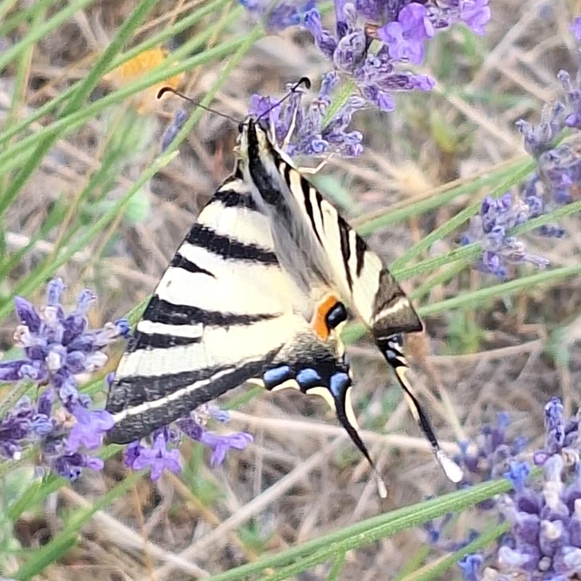 Iphiclides podalirius - kardoslepke