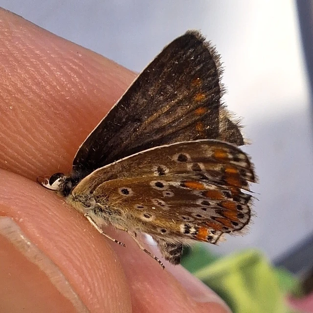 Aricia agestis - szerecsenboglárka