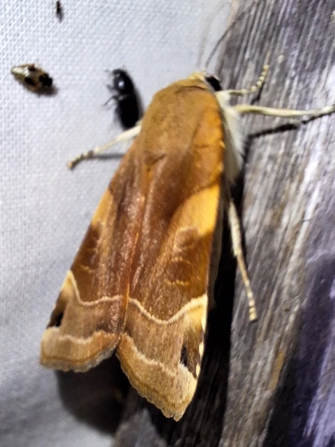 Noctua fimbriata - szélessávú sárgafűbagoly