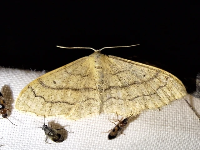 Idaea aversata - nagy sávosaraszoló
