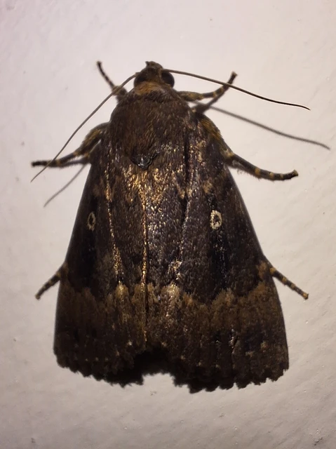 Amphipyra pyramidea - fahéjszínű bagoly
