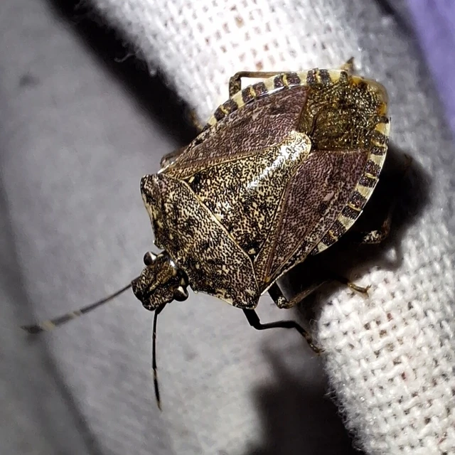 Halyomorpha halys - ázsiai márványospoloska Halyomorpha halys - ázsiai márványospoloska