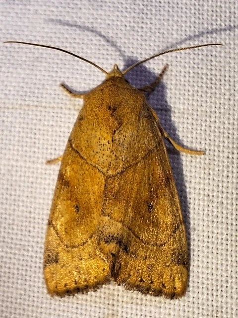 Cosmia trapezina - közönséges lombbagoly