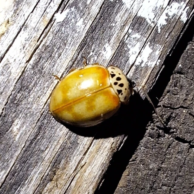 Harmonia quadripunctata - négypettyes katica