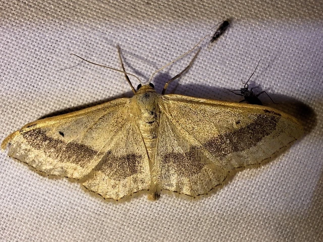 Idaea aversata - nagy sávosaraszoló