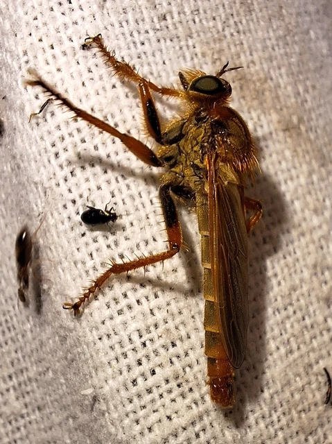 Diptera - Kétszárnyúak Diptera - Kétszárnyúak
