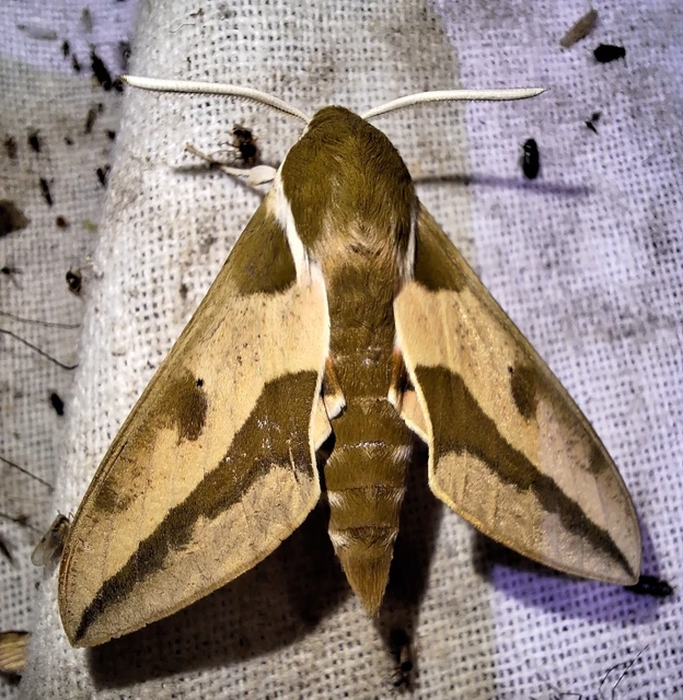 Hyles euphorbiae - kutyatejszender
