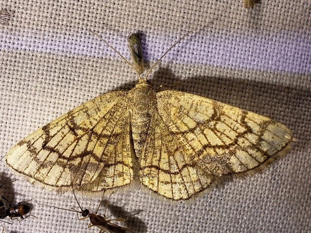 Stegania dilectaria - fehérnyár-araszoló