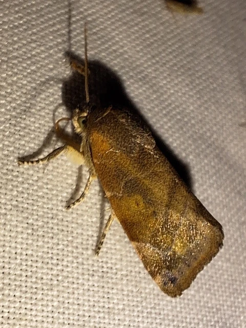 Cosmia affinis - barna lombbagoly