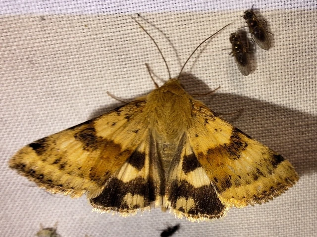 Heliothis viriplaca - mácsonyabagoly