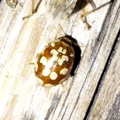 Myrrha octodecimguttata - tizennyolccseppes füsskata