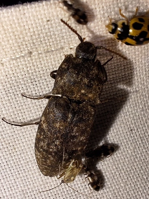 Agrypnus murinus - egérszínű pikkelyespattanó