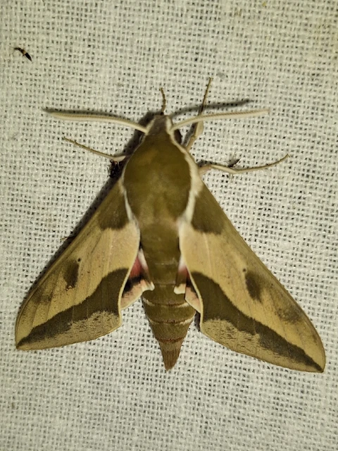 Hyles euphorbiae - kutyatejszender
