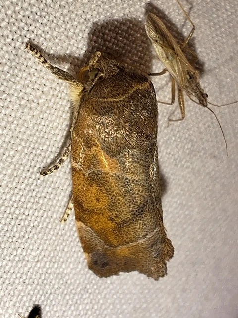 Cosmia affinis - barna lombbagoly