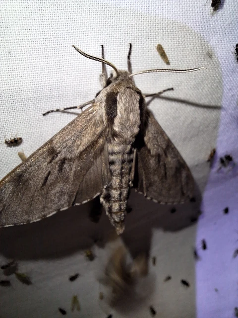 Hyloicus pinastri - fenyőszender