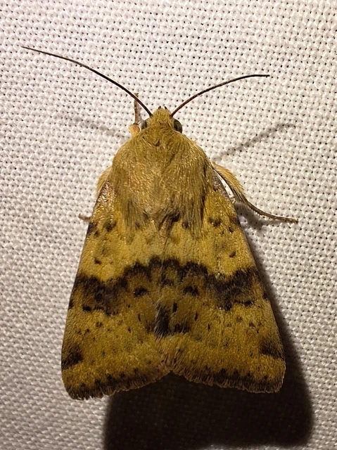 Heliothis viriplaca - mácsonyabagoly