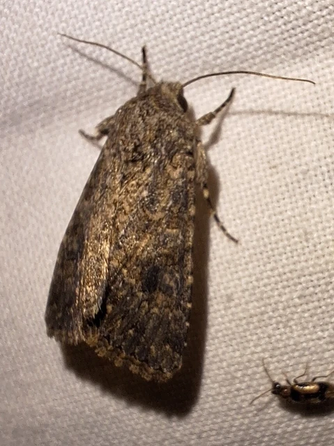 Hadula trifolii - lóherebagoly