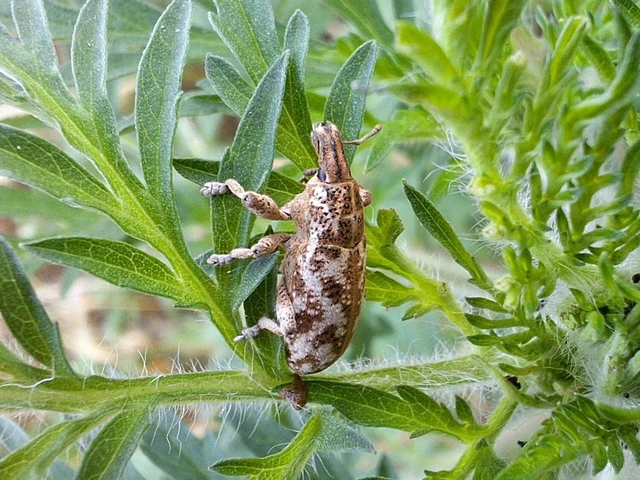 Cyphocleonus dealbatus - márványos barkó