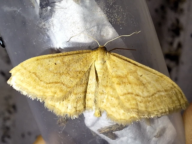 Idaea rufaria - vörhenyes sávosaraszoló