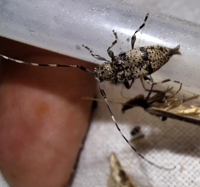 Leiopus nebulosus - öves gesztcincér