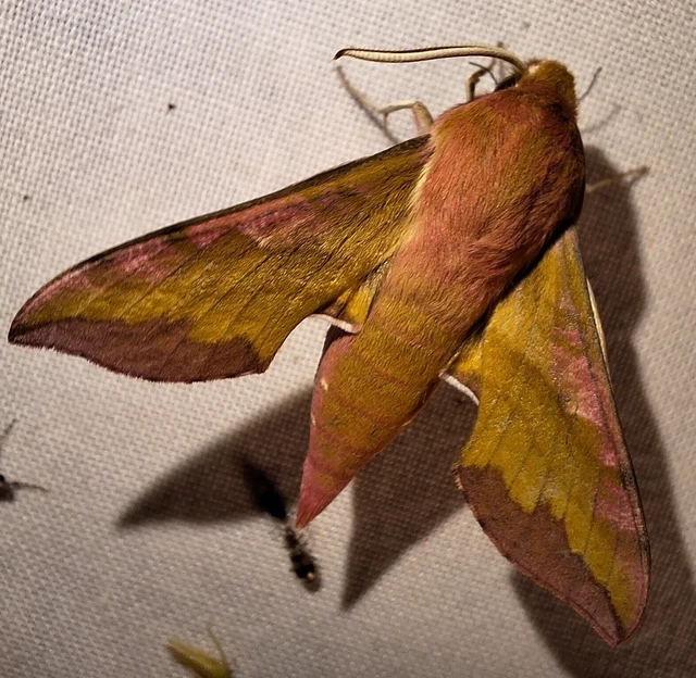 Deilephila porcellus - piros szender