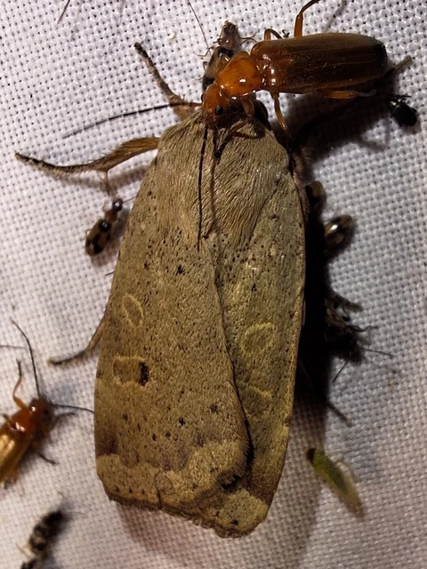 Noctua comes - kis sárgafűbagoly
