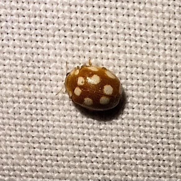 Vibidia duodecimguttata - tizenkétcseppes füsskata